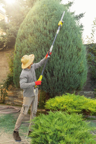 How Our Tree Care Process Works  in Lake Don Pedro, CA